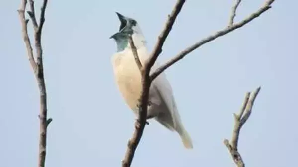 まるでジャックハンマー、「世界一鳴き声が大きい鳥」の候補に新たな2種　米チーム調査