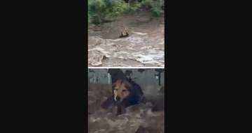激しい洪水に流された野良犬、5度の救助活動経て生還　チリ