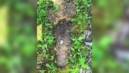 謎の巨大生物「ビッグフット」、米オハイオ州で目撃情報　長年の議論が再燃