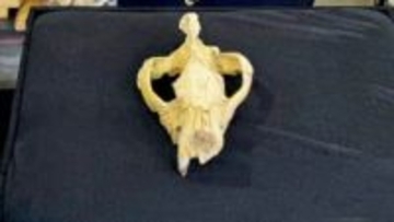 「古代エジプトの森の王」、ほぼ完全な頭蓋骨の化石発見　絶滅の原因に迫れるか