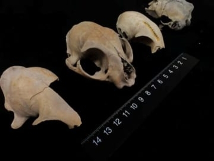 イエネコはどこから来たのか？、古代のDNAが揺るがす起源にまつわる定説