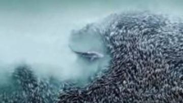 獲物を狙うサメや人の顔の形をした火山噴火――国際航空写真コンテストの初代受賞作