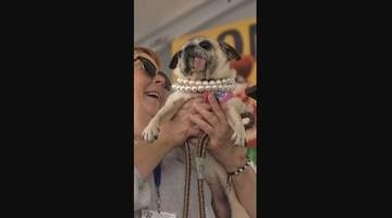 「世界一醜い犬」コンテスト、6歳のパグが優勝