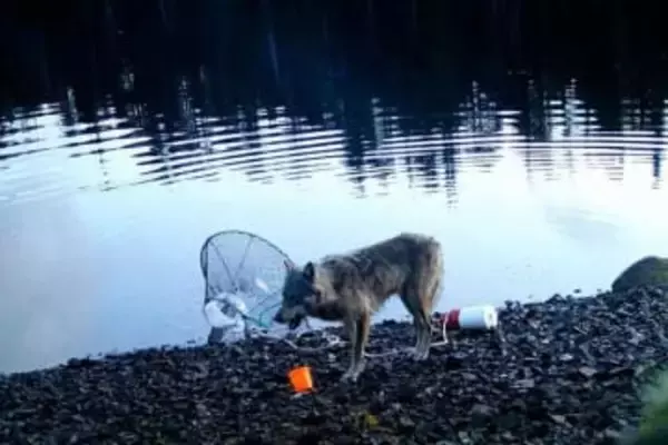 野生のオオカミが道具を「使用」か、初めて撮影　遊びではなく明確な行動