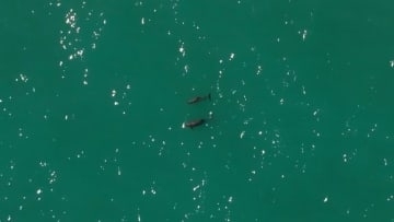 メキシコ原産のネズミイルカ、10頭以下に減少　救える望みはあるか