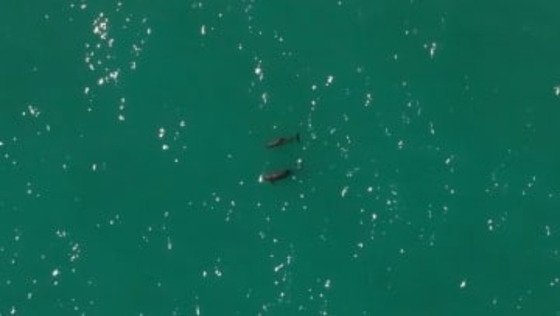 メキシコ原産のネズミイルカ、10頭以下に減少　救える望みはあるか