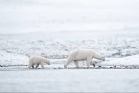 ノルウェー沖のホッキョクグマ、以前より太って健康に　海氷が減少しているのになぜ？
