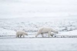 ノルウェー沖のホッキョクグマ、以前より太って健康に　海氷が減少しているのになぜ？