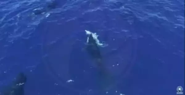 ホホジロザメを襲うシャチの群れ、肝臓食べる様子をドローンで撮影　メキシコ