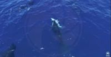 ホホジロザメを襲うシャチの群れ、肝臓食べる様子をドローンで撮影　メキシコ
