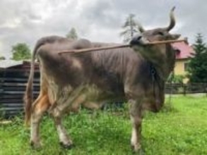 牛がブラシで背中をかく様子を撮影、牛の道具使用の事例として初の記録　オーストリア