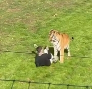 野生動物公園でトラの飼育エリアに入った男性、襲われ死亡　英国