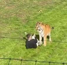 野生動物公園でトラの飼育エリアに入った男性、襲われ死亡　英国