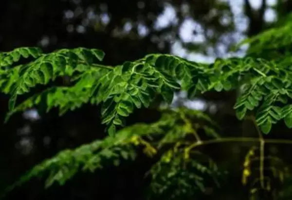 奇跡の木として知られる植物、水道水のマイクロプラスチックを98％除去する能力も判明