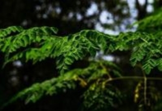 奇跡の木として知られる植物、水道水のマイクロプラスチックを98％除去する能力も判明