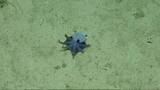「手のひらサイズの青いタコ、新種と判明　ガラパゴス諸島で発見」の画像1