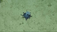 手のひらサイズの青いタコ、新種と判明　ガラパゴス諸島で発見