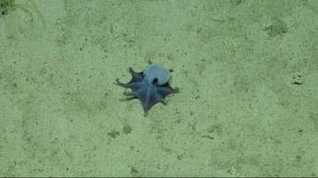 手のひらサイズの青いタコ、新種と判明　ガラパゴス諸島で発見