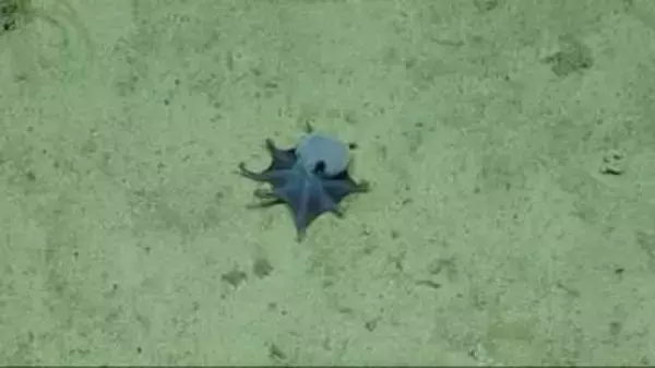 手のひらサイズの青いタコ、新種と判明　ガラパゴス諸島で発見