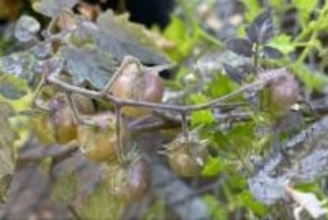 ガラパゴス諸島のトマトに「逆進化」の兆候　その意味とは