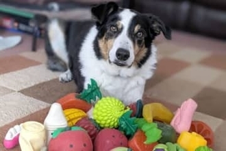 会話を聞いて玩具の名を覚える能力、「賢い犬」の実験で実証　ハンガリー