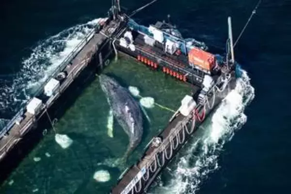 座礁したザトウクジラ、デンマーク沖で死を確認　弱り切った状態で救出強行、動物虐待巡る論争に