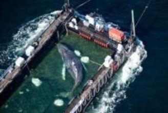 座礁したザトウクジラ、デンマーク沖で死を確認　弱り切った状態で救出強行、動物虐待巡る論争に