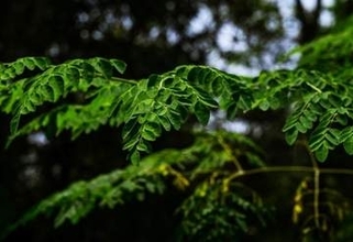 奇跡の木として知られる植物、水道水のマイクロプラスチックを98％除去する能力も判明