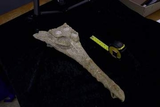 スフィンクスと同じ岩盤層で見つかったワニの化石、新種と判明