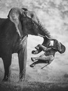 死んだ子どもを運ぶメスのゾウ、切ない写真が大賞に　26年野生動物写真家コンテスト