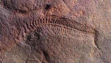 初めて頭部持った生物、既知の生物の中で最古の「右利き」と判明　豪州