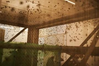畜産業を脅かす肉食バエ駆除へ、10億匹の不妊バエ放出　それでも足りない可能性