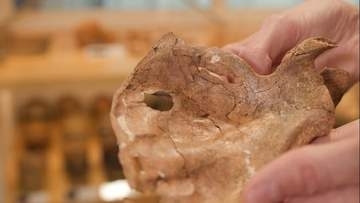 謎の死を遂げたネアンデルタール人、槍で殺害か　浮かび上がる暴力と介護の二面性