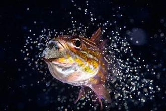 狩りで協力するシャチから巨大マンボウまで　26年海洋写真家コンテスト、最終候補を発表