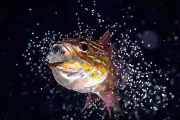 狩りで協力するシャチから巨大マンボウまで　26年海洋写真家コンテスト、最終候補を発表