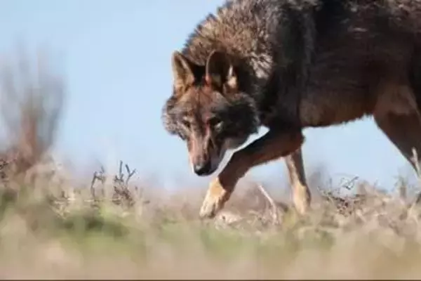 オオカミの群れと暮らしていた「シエラモレナの狼少年」、80歳で死去　スペイン