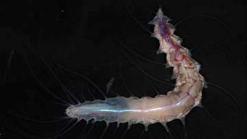 「ゴーストシャーク」に「デスボール」、風変わりな未知の海洋生物1100種超を発見