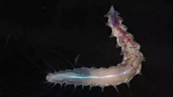 「ゴーストシャーク」に「デスボール」、風変わりな未知の海洋生物1100種超を発見