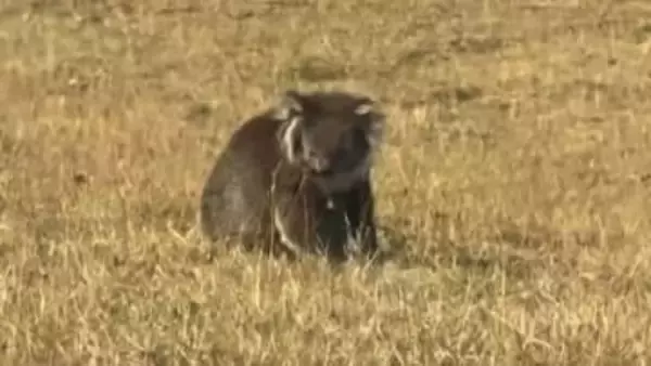 コアラを山火事から救出、熱波で苦境に立つ動物たち　オーストラリア