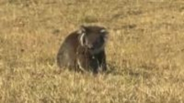 コアラを山火事から救出、熱波で苦境に立つ動物たち　オーストラリア