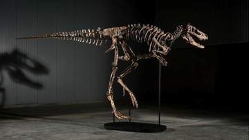 恐竜ナノティラヌスの希少な骨格標本、75億円で落札　史上2番目の高値