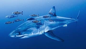 地中海のホホジロザメ、貴重な映像をダイバーが撮影　「ゴーストネット」回収中に