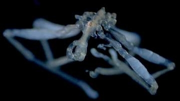 新種のウミグモ2種を発見、グルーミングが得意な種と苦手な種