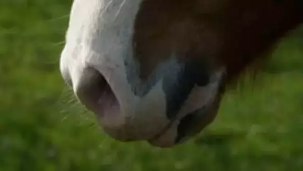 馬は嗅覚で人間の恐怖を察知、怖がっている人間に警戒強める　新研究