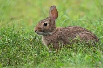 ダニが媒介する希少疾患「ウサギ熱」、疑い例を3件確認　米ニューヨーク州