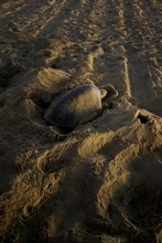 熱帯性のウミガメ、米カリフォルニア州の海岸で産卵　史上初めて確認