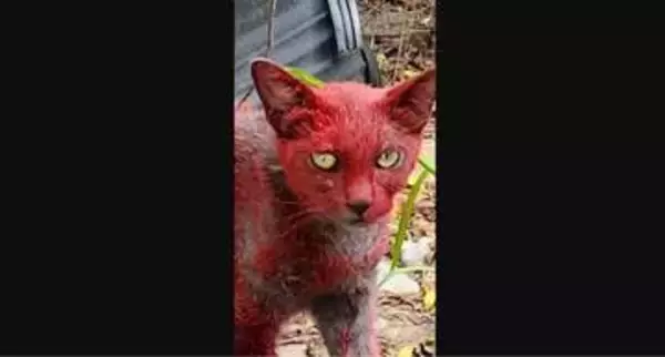 体毛が赤く染まった猫見つかる、動物保護施設が安全な捕獲に動く　米テキサス州