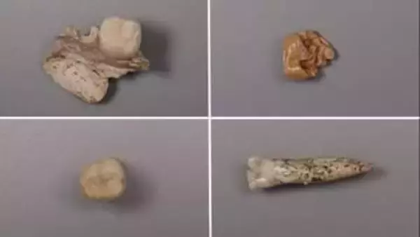 初期人類種間の交雑の実態、歯に含まれるたんぱく質の分析で明らかに　中国