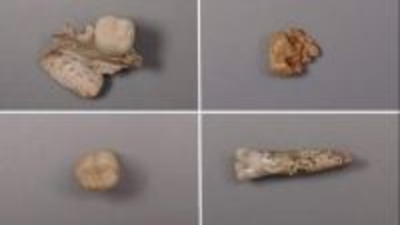 初期人類種間の交雑の実態、歯に含まれるたんぱく質の分析で明らかに　中国