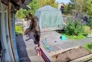 クマが「自宅の庭に」、1カ月で16人が襲われ死亡　ロシア